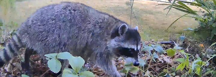 Raccoon passing through the front garden